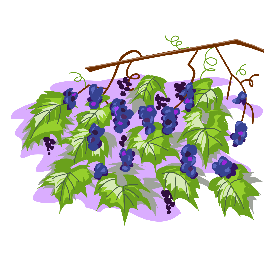 wild grape illustration