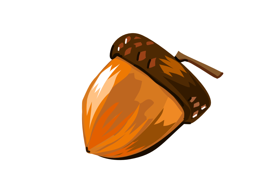 acorn illustration