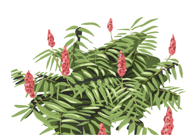 staghorn sumac illustration