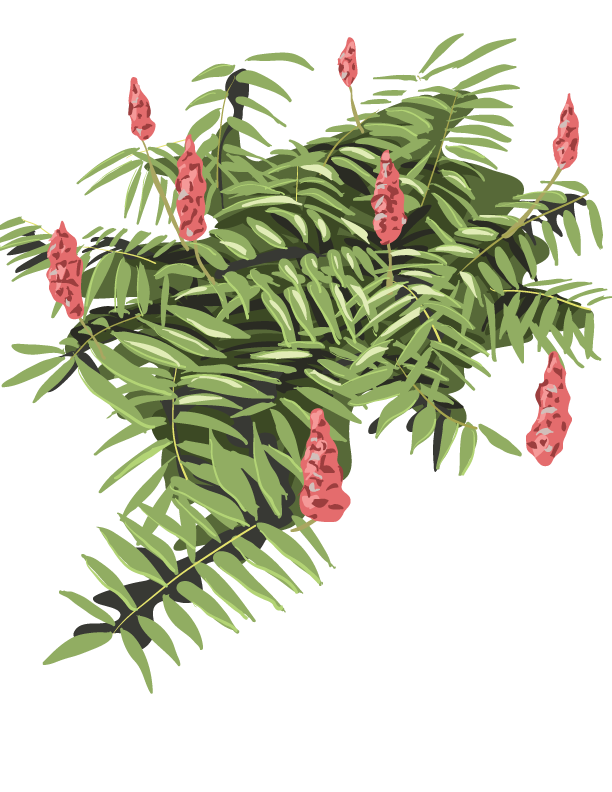staghorn sumac illustration